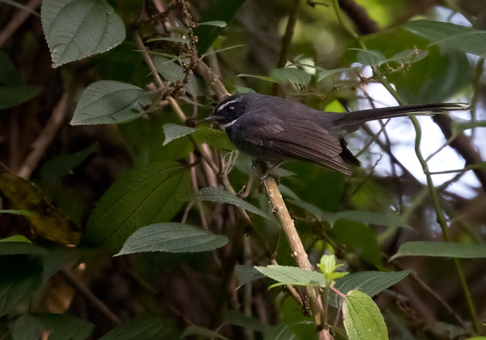 White-throated Fantail - ML206090641