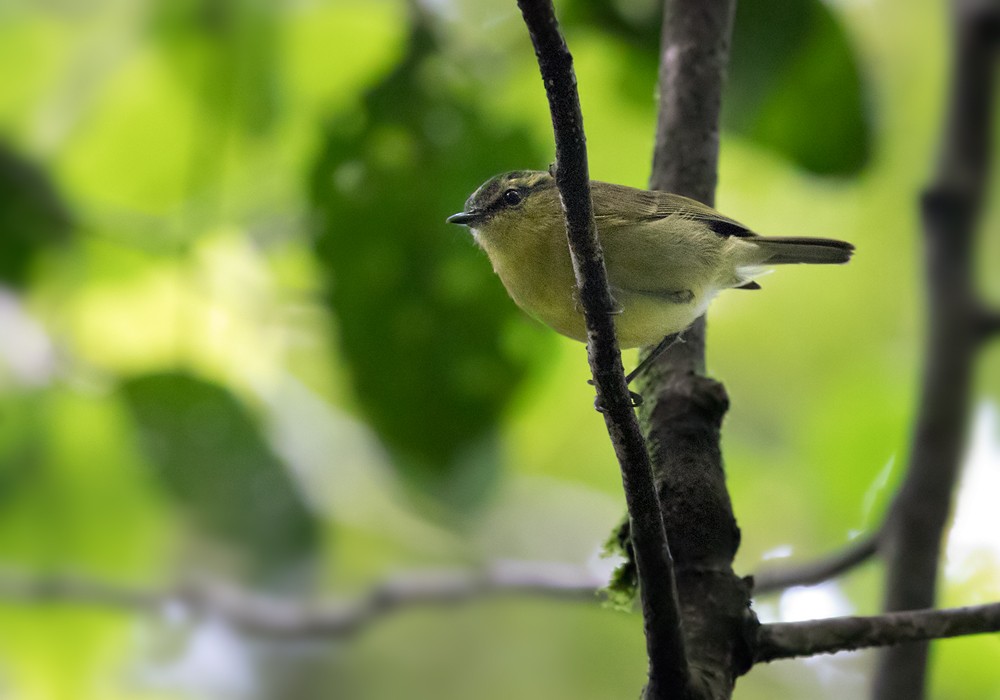 Mountain Leaf Warbler - ML206090731