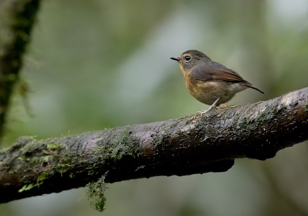 Snowy-browed Flycatcher - ML206090831