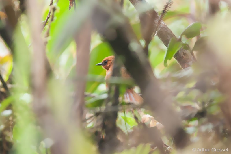 Rufous Spinetail (unirufa) - Arthur Grosset