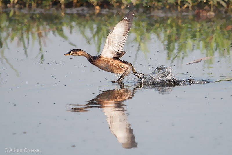 Australasian Grebe - ML206090961