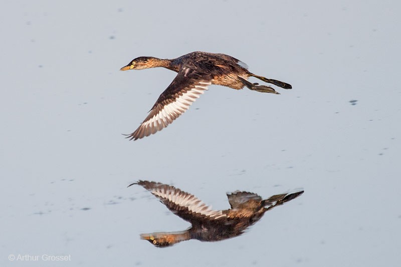 Australasian Grebe - ML206090971