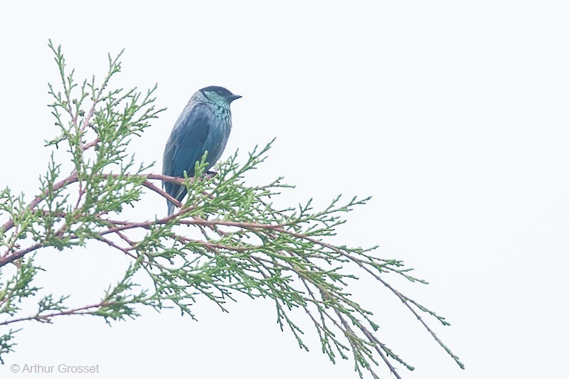 Black-capped Tanager - ML206091041