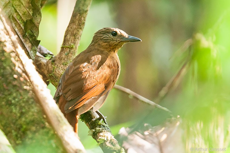 Streak-capped Treehunter - ML206091171