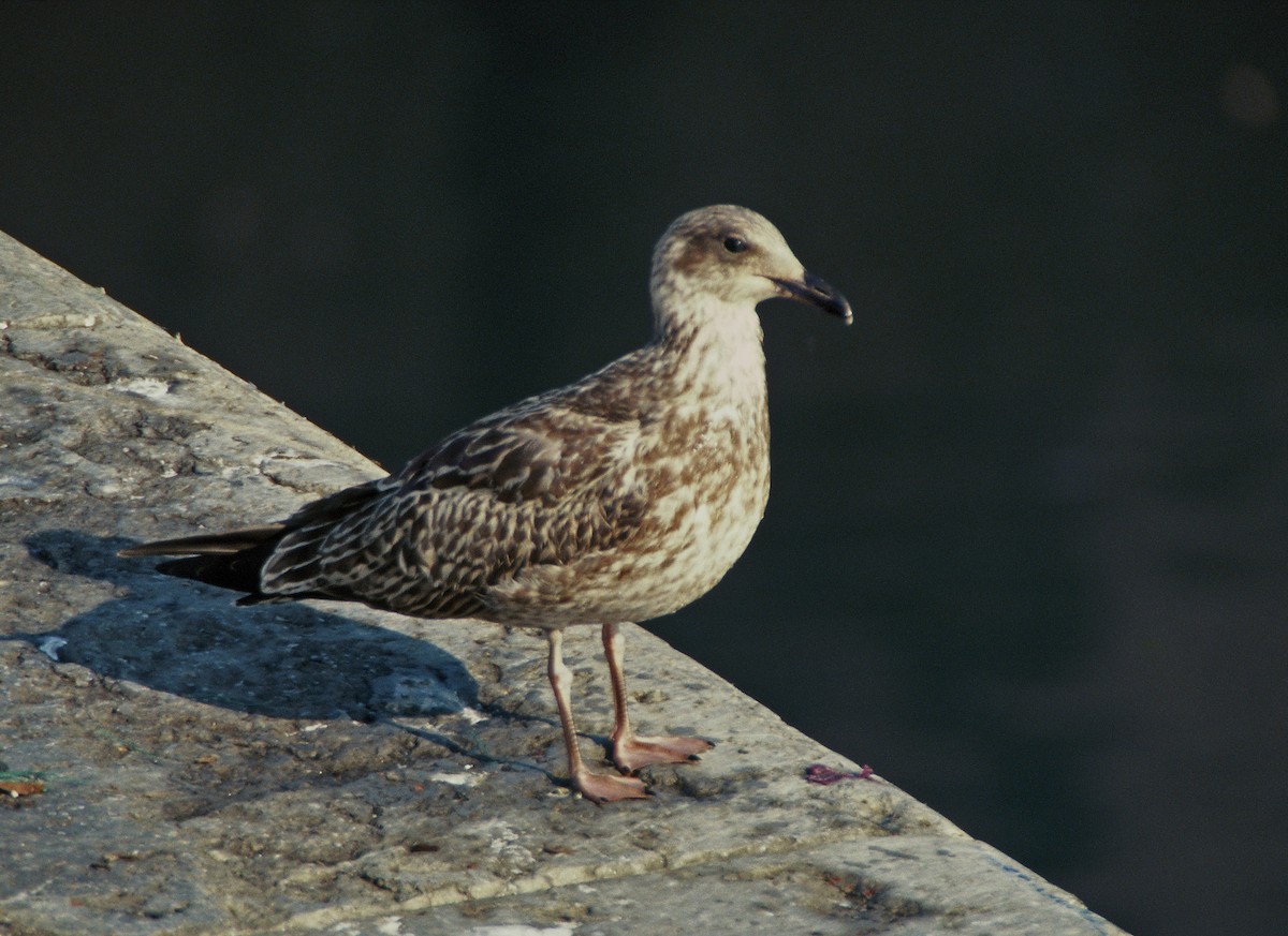 Yellow-legged Gull (michahellis) - Tamas Zeke