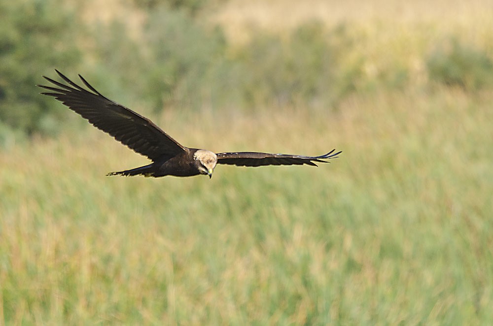 Western Marsh Harrier - Jesús Laborda