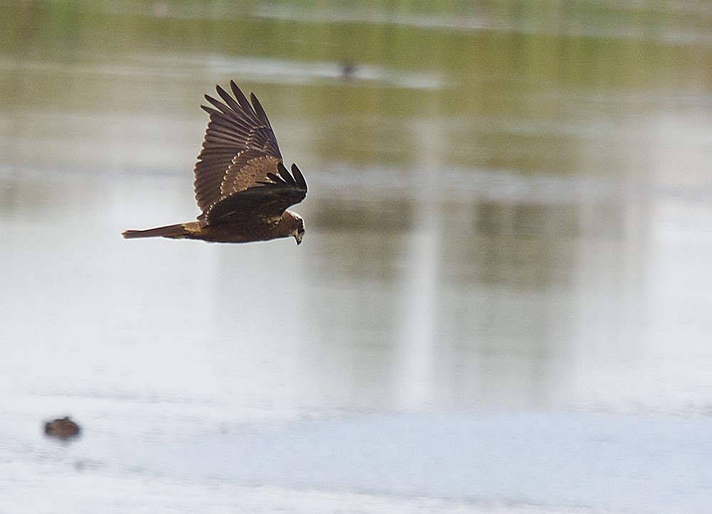 Western Marsh Harrier - Jesús Laborda