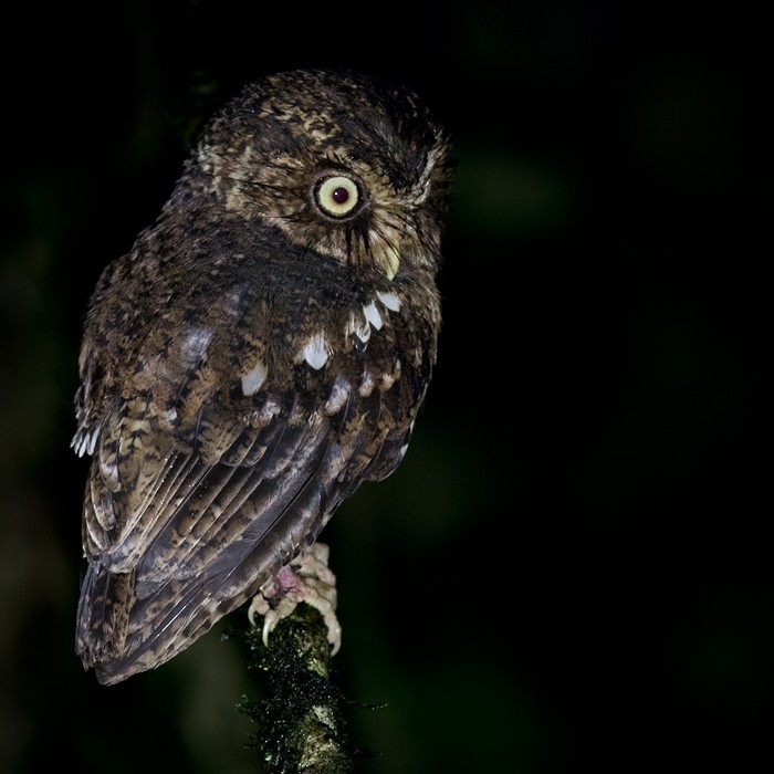 Mountain Scops-Owl - ML206093001