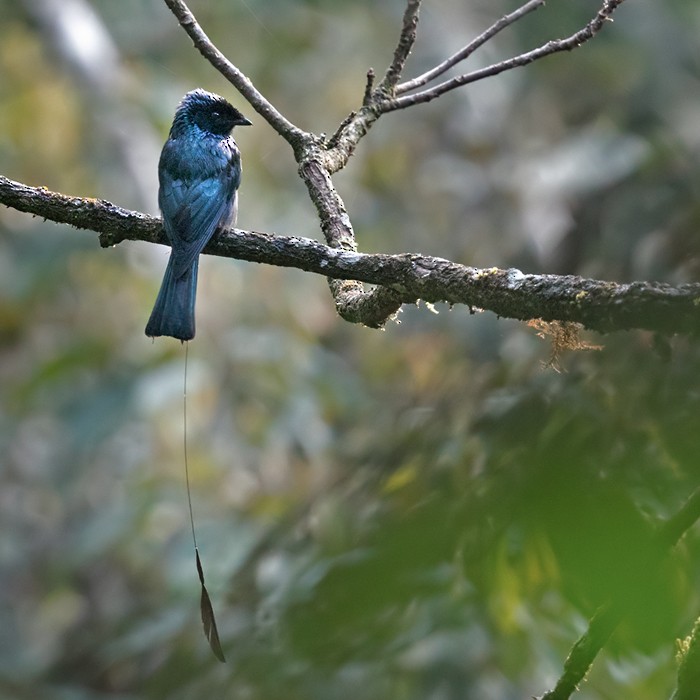 Küçük Raket Kuyruklu Drongo - ML206093081