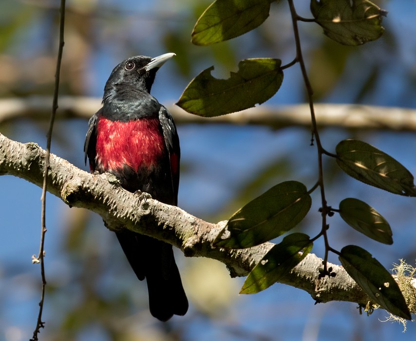 Black-and-crimson Oriole - ML206093221