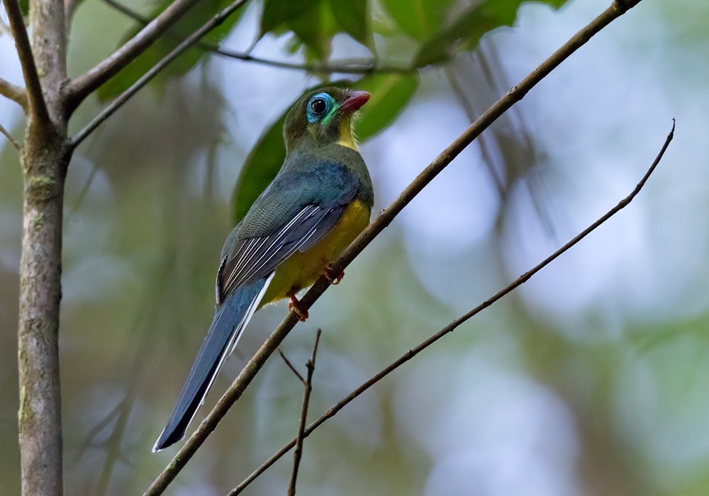 Sumatran Trogon - ML206093251