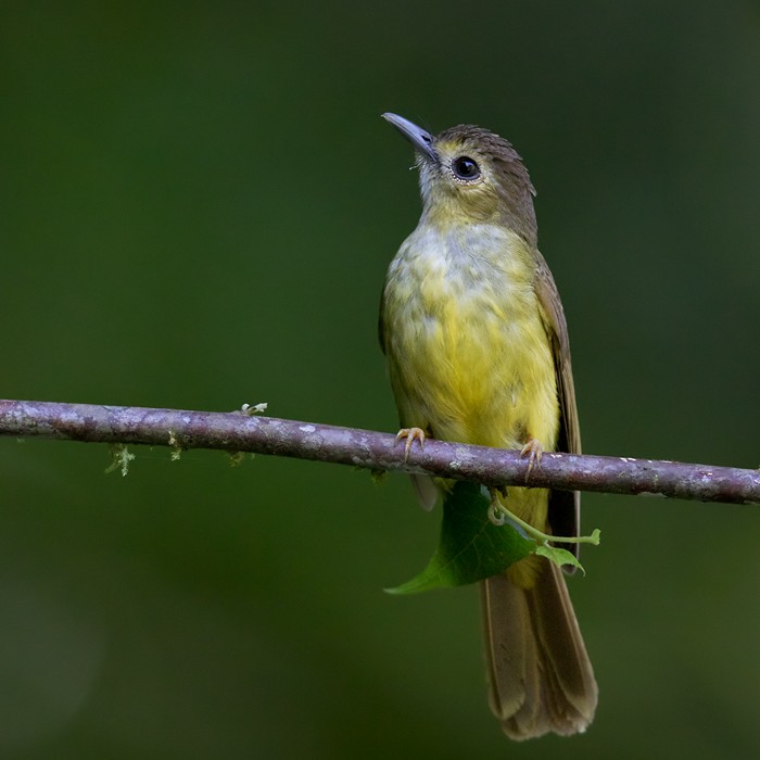 Hairy-backed Bulbul - ML206093271