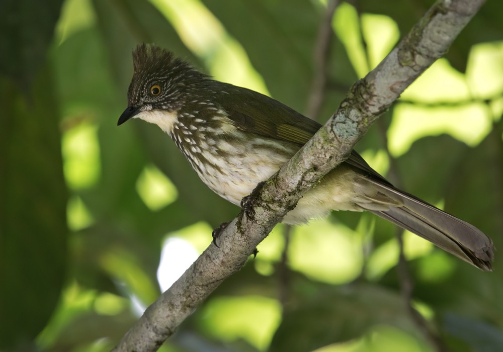 Cream-striped Bulbul - Lars Petersson | My World of Bird Photography