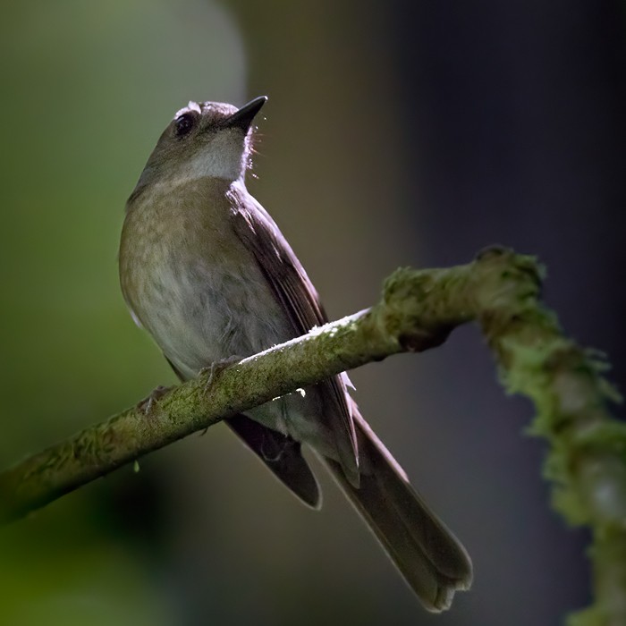 Fulvous-chested Jungle Flycatcher - ML206093291
