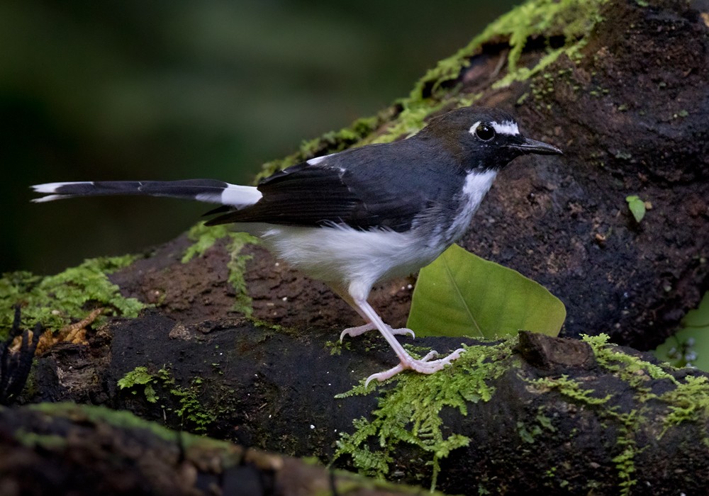 Sunda Forktail - Lars Petersson | My World of Bird Photography