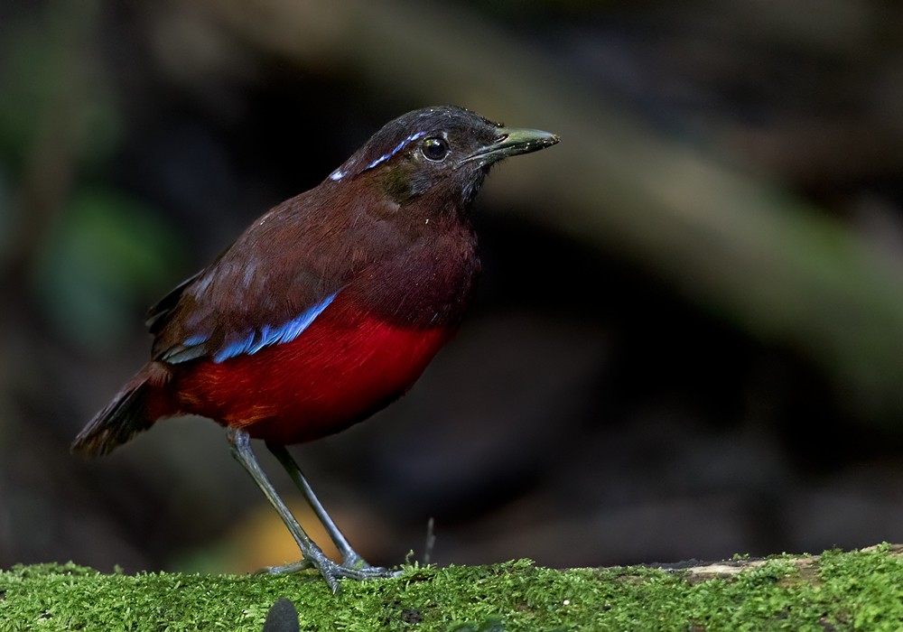 Graceful Pitta - Lars Petersson | My World of Bird Photography