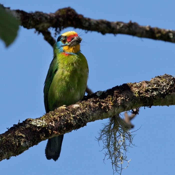 Schwarzbrauen-Bartvogel - ML206093391