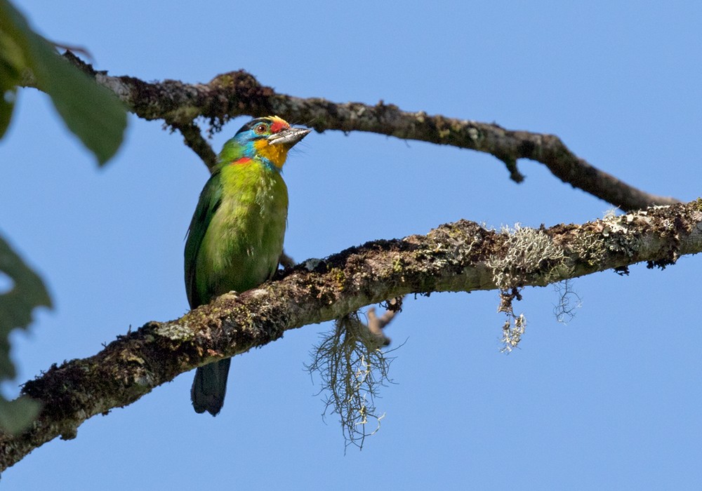 Schwarzbrauen-Bartvogel - ML206093401