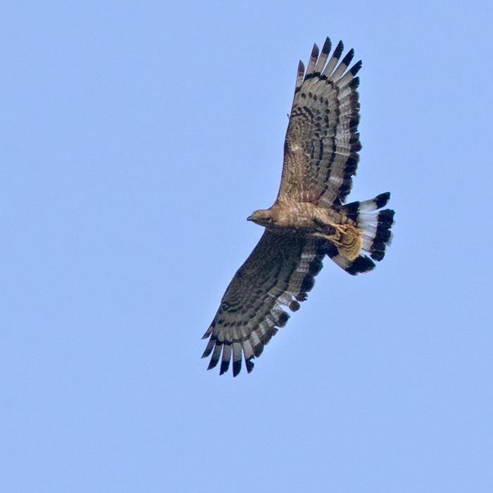 Oriental Honey-buzzard (Sunda) - Lars Petersson | My World of Bird Photography