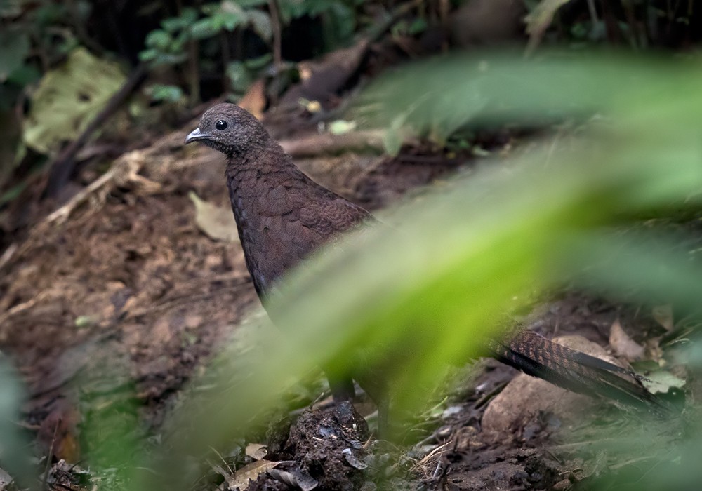 Bronze-tailed Peacock-Pheasant - ML206093431