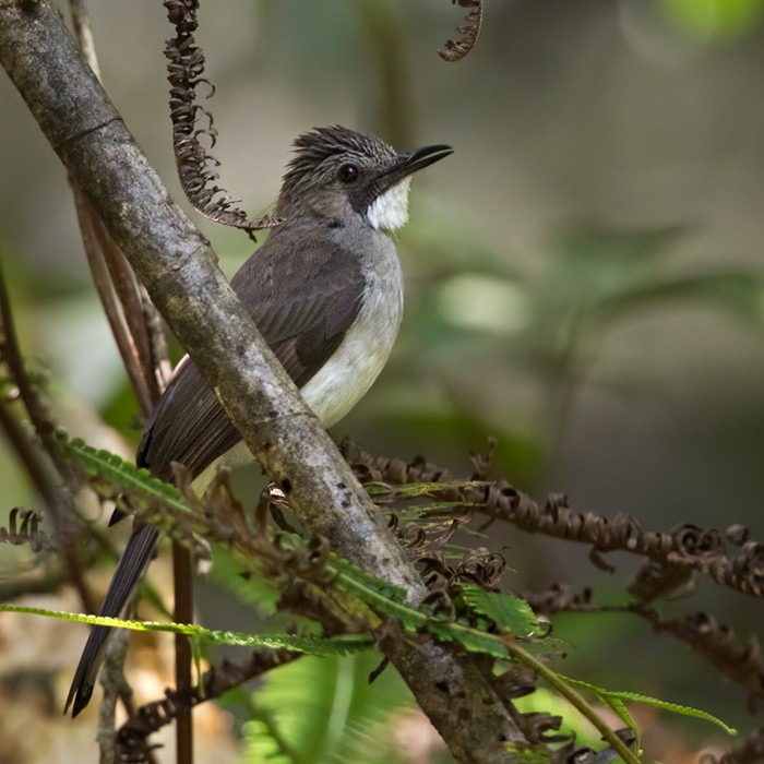 Cinereous Bulbul (Cinereous) - ML206093471