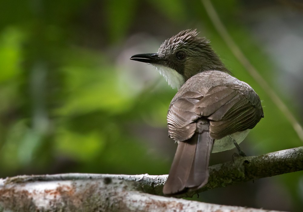 Cinereous Bulbul (Cinereous) - ML206093481