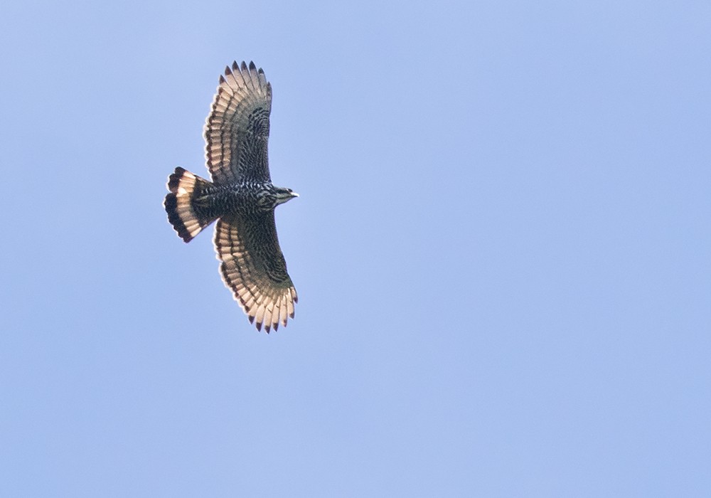 Blyth's Hawk-Eagle - ML206093511