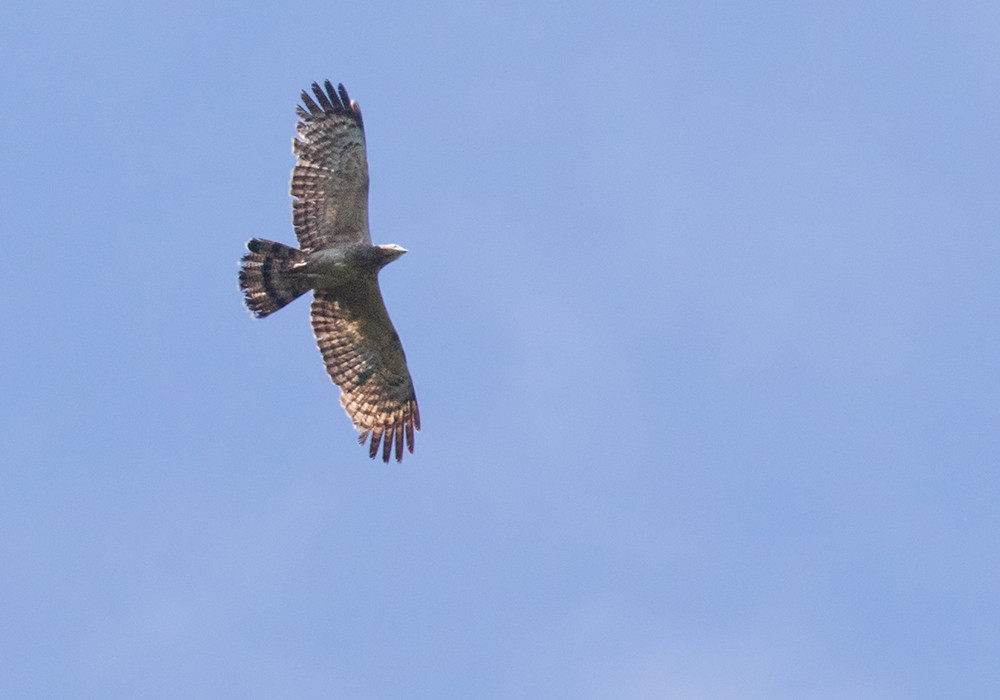 Oriental Honey-buzzard (Sunda) - ML206093521