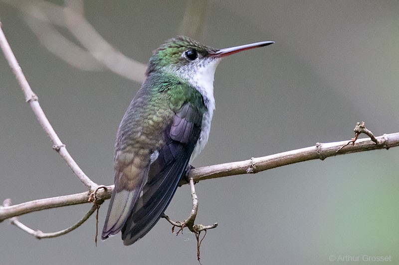 White-bellied Emerald - ML206093621