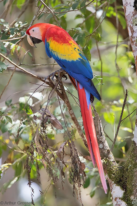 Scarlet Macaw - ML206093911