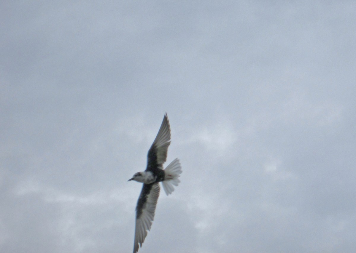 White-winged Tern - Tamas Zeke