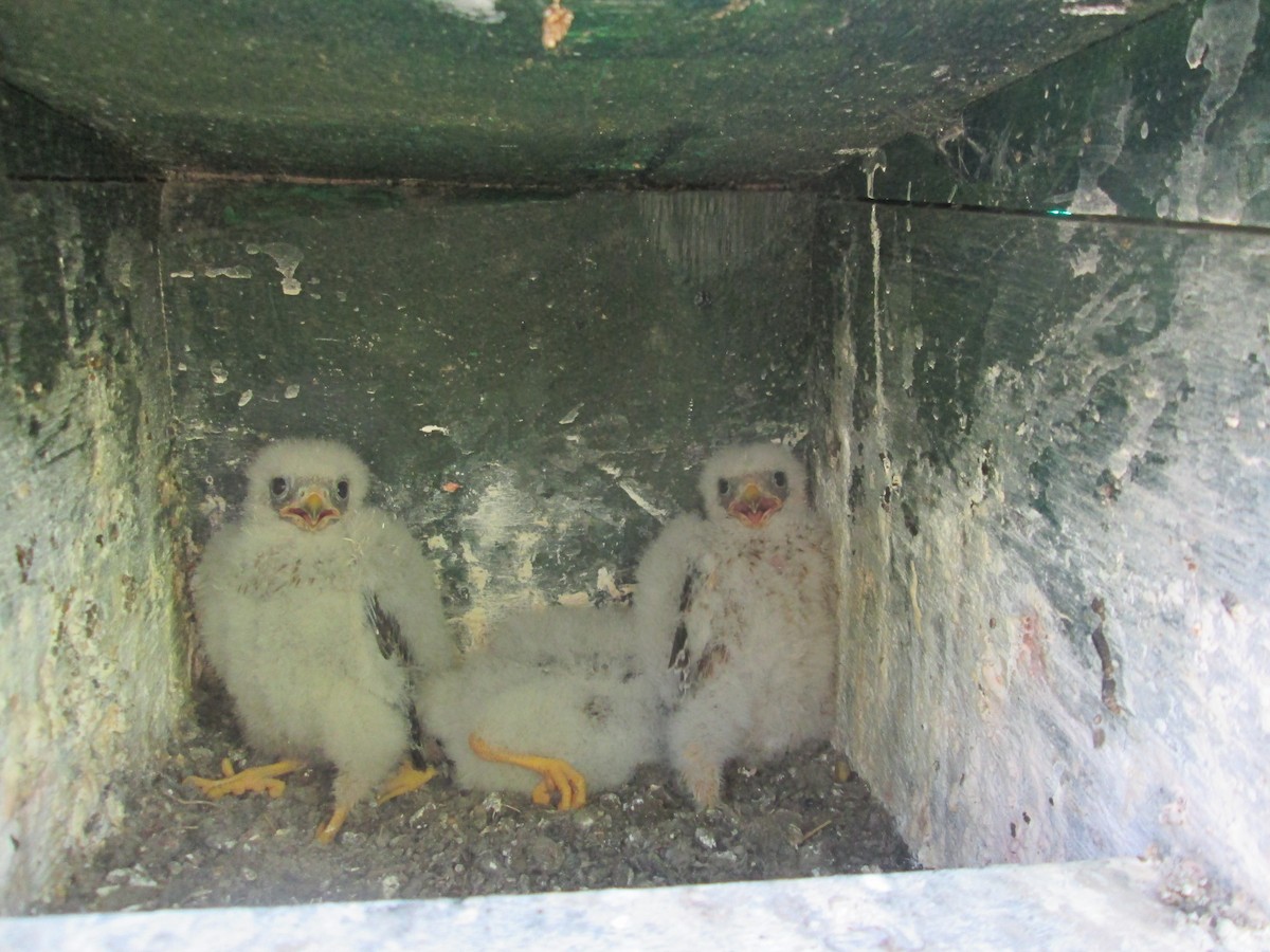 Red-footed Falcon - ML206094451