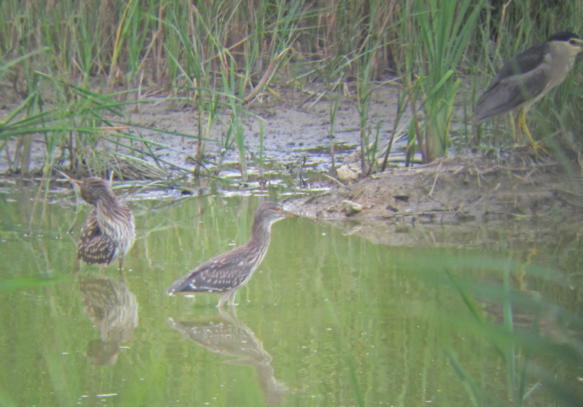 夜鷺(nycticorax) - ML206094651