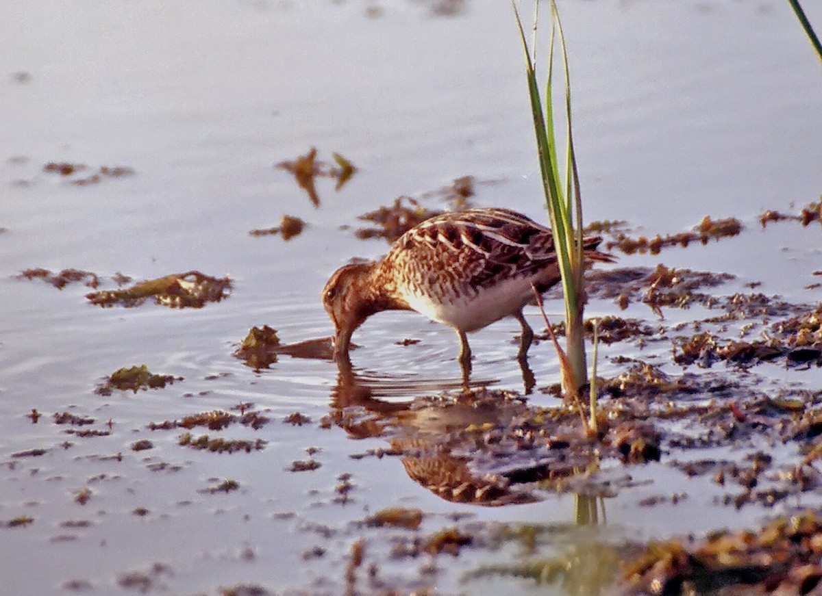 Common Snipe - ML206094691