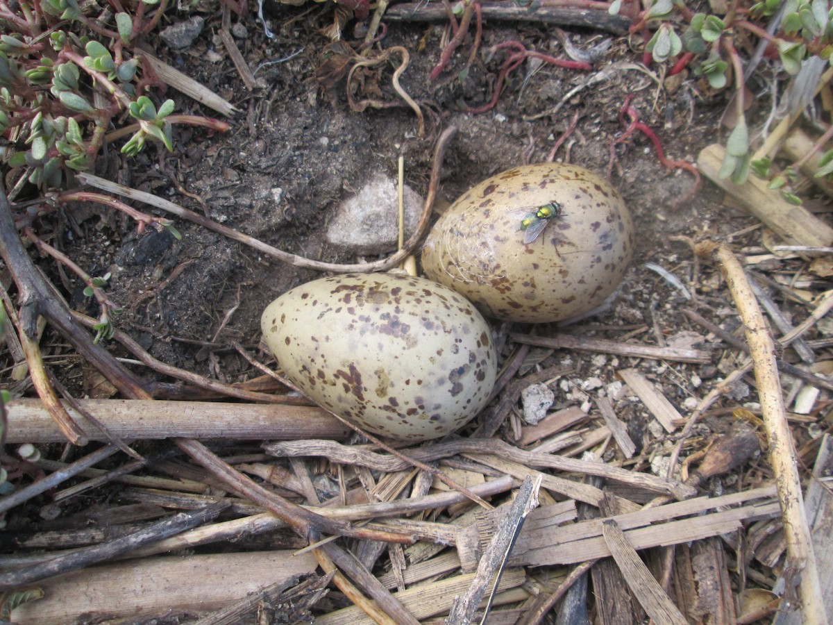 Sumru (hirundo/tibetana) - ML206094821