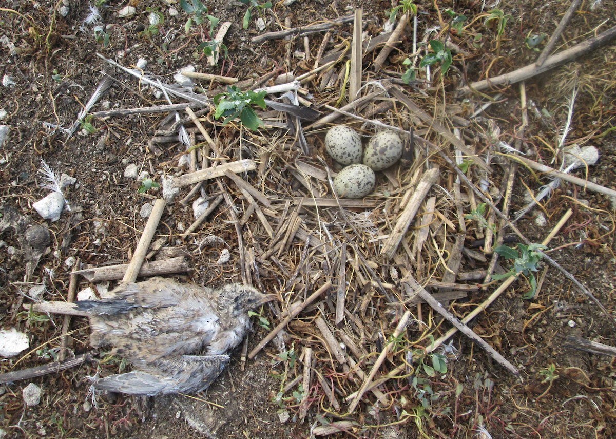 Charrán Común (hirundo/tibetana) - ML206094831