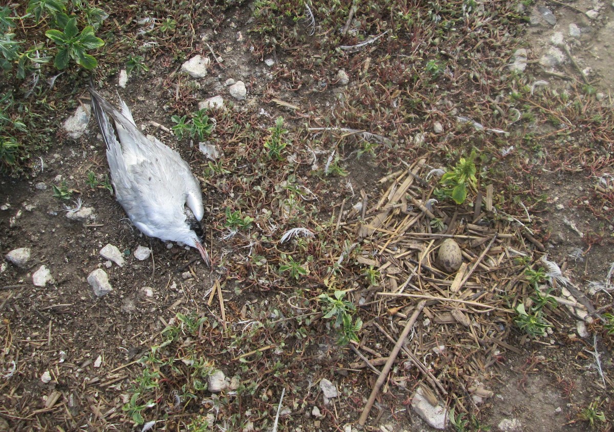 Flussseeschwalbe (hirundo/tibetana) - ML206094841