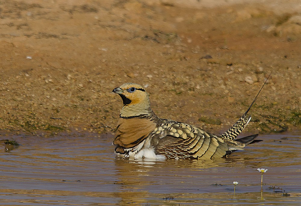 Pin-tailed Sandgrouse (Iberian) - Jesús Laborda