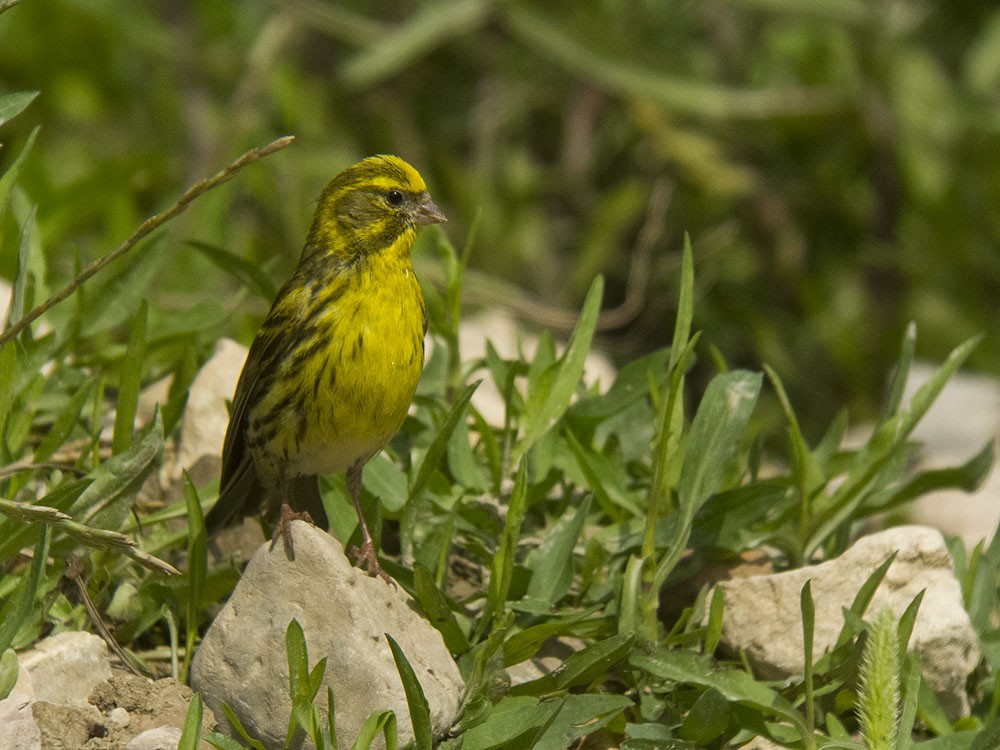 European Serin - Jesús Laborda