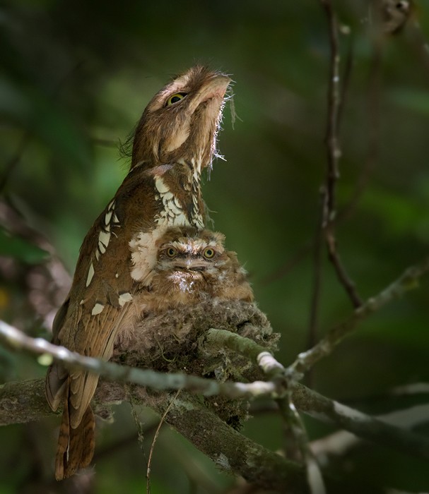 Sumatran Frogmouth - ML206095701