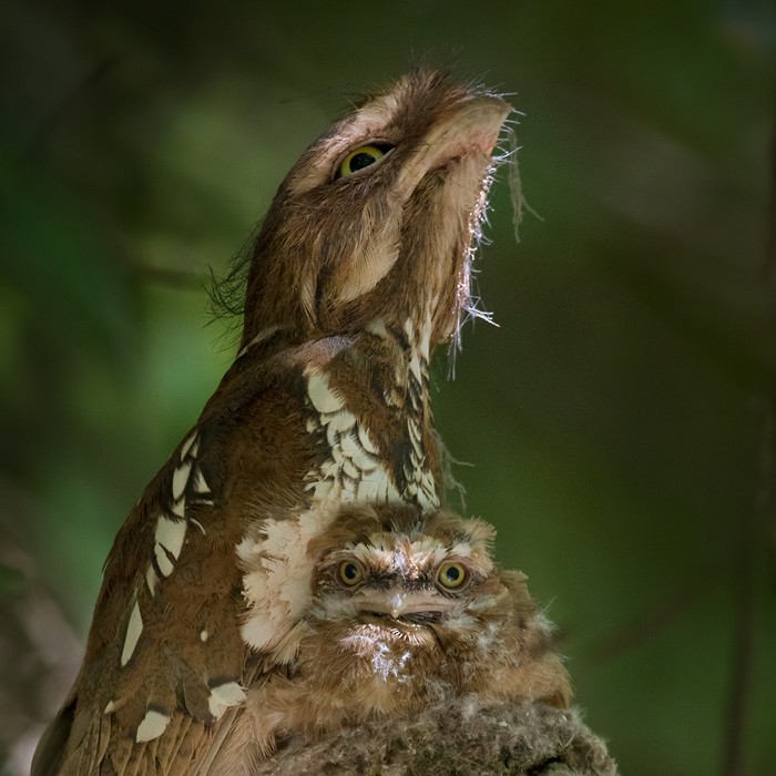 Sumatran Frogmouth - ML206095721