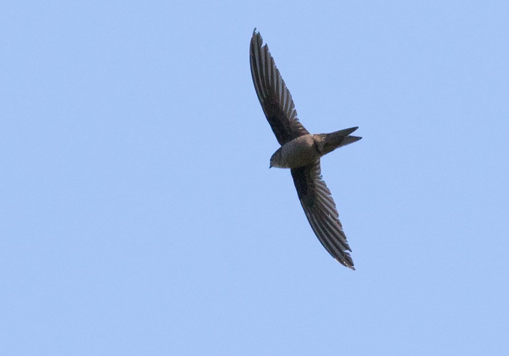 Asian Palm Swift - ML206095741