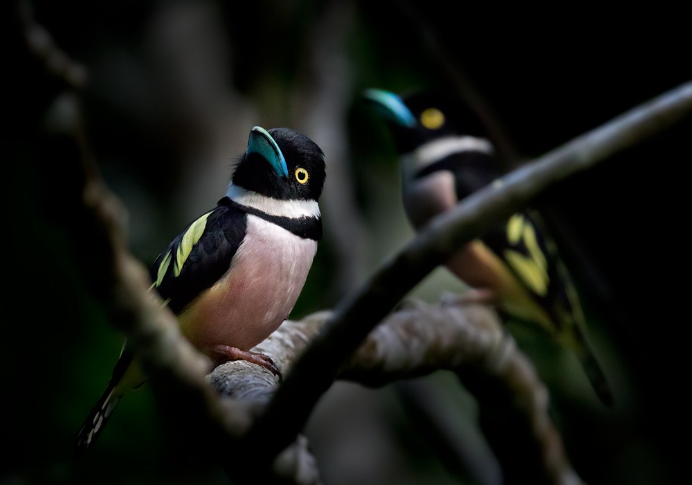 Black-and-yellow Broadbill - Lars Petersson | My World of Bird Photography