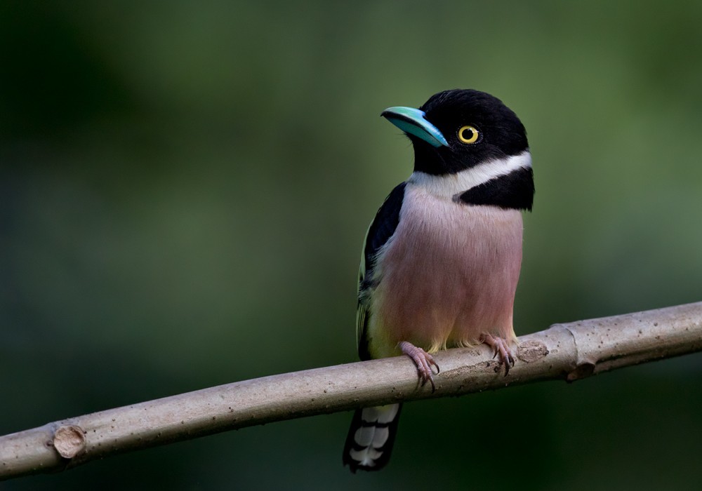 Black-and-yellow Broadbill - ML206095891