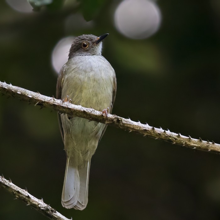 Spectacled Bulbul - ML206095911