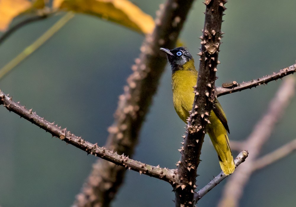 Bulbul cap-nègre - ML206095921