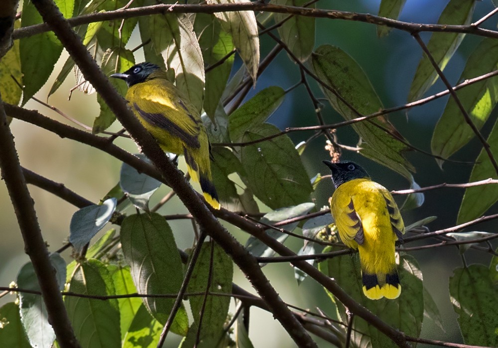 Black-headed Bulbul - ML206095931