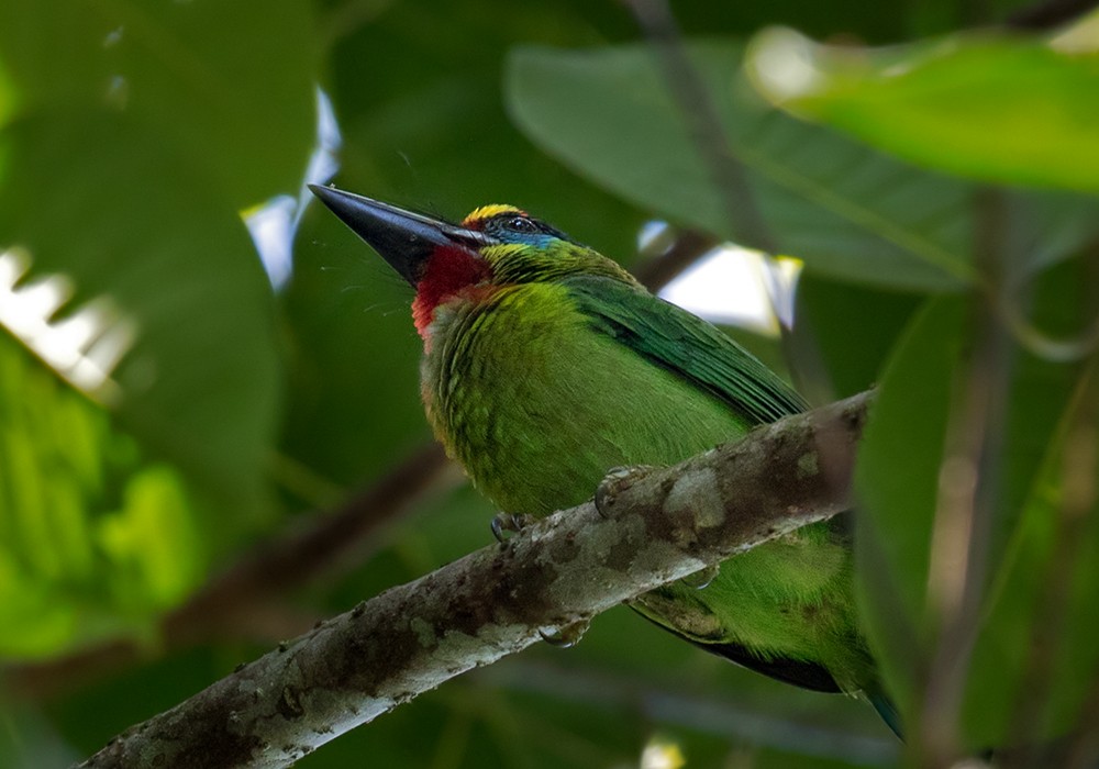 barbet rudohrdlý - ML206095951