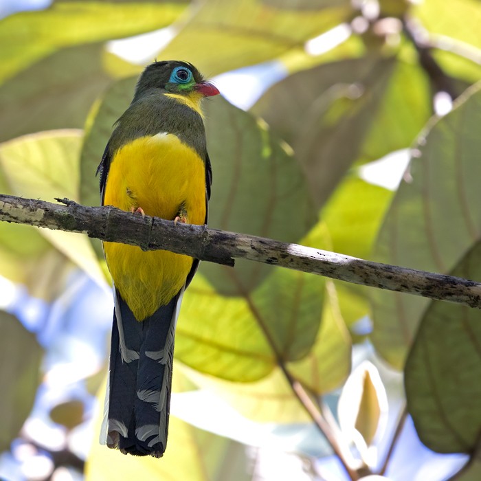 trogon sumaterský - ML206095971