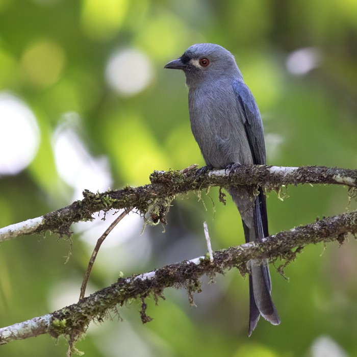 Ashy Drongo (Sumatran) - Lars Petersson | My World of Bird Photography